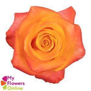 <h4>R Gr Aloha Orange 50cm EC</h4>