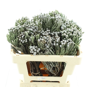 Kaaps Brunia Silver
