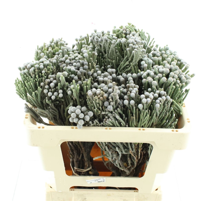 <h4>Kaaps Brunia Silver</h4>