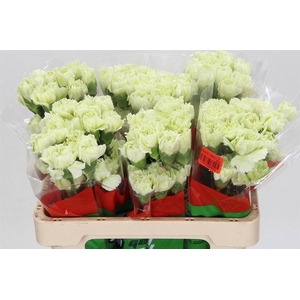 Anjer Kort Prado Mint