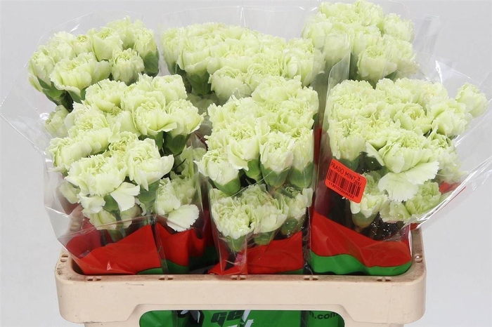 <h4>Anjer Kort Prado Mint</h4>