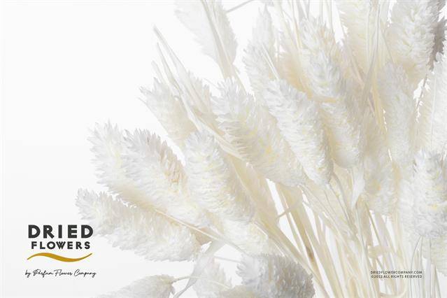 <h4>DRIED BLEACHED PHALARIS*</h4>