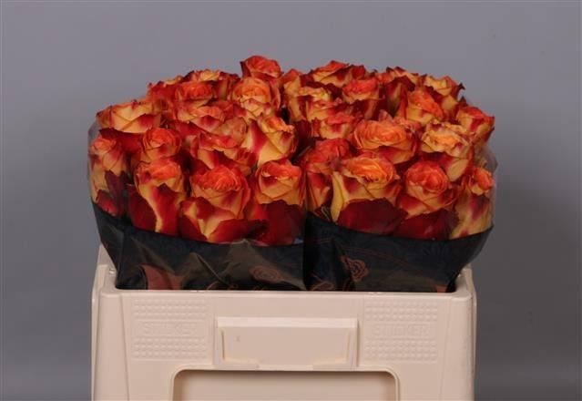 <h4>Rosa large silantoi</h4>