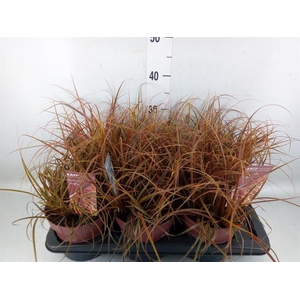 Uncinia rubra 'Everflame'