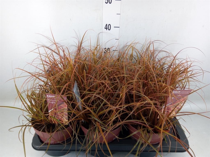 <h4>Uncinia rubra 'Everflame'</h4>