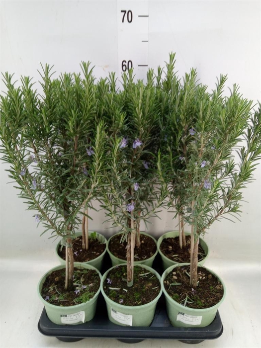 <h4>Rosmarinus officinalis   ...</h4>