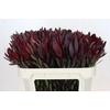 Leucadendron Saf Sunset Dark R.