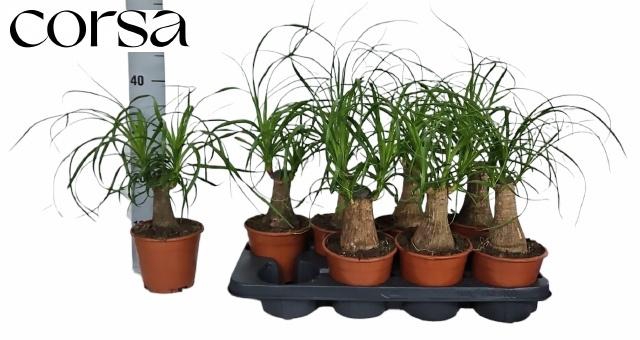 <h4>BEAUCARNEA RECUR</h4>