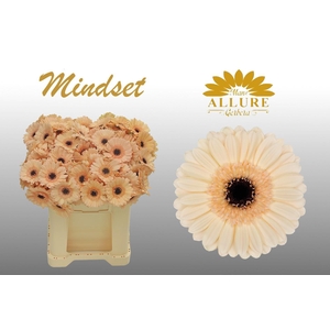 Gerbera mini 'Mindset' fust 555