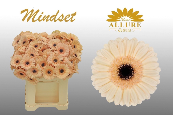 <h4>Gerbera mini 'Mindset' fust 555</h4>
