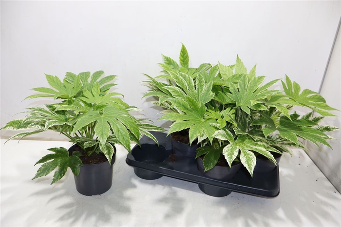 <h4>arr8 Fatsia Variegata</h4>