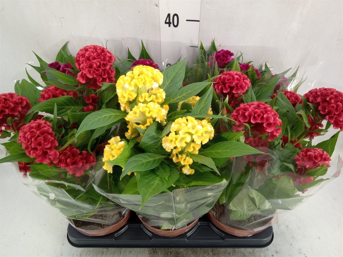 <h4>Celosia arg. CR 'Twisted'   ...mix</h4>