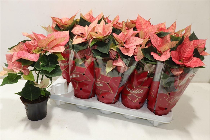 <h4>arr8 Euphor P Ice Princes</h4>