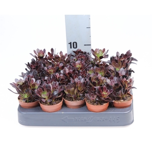 Aeonium arboreum