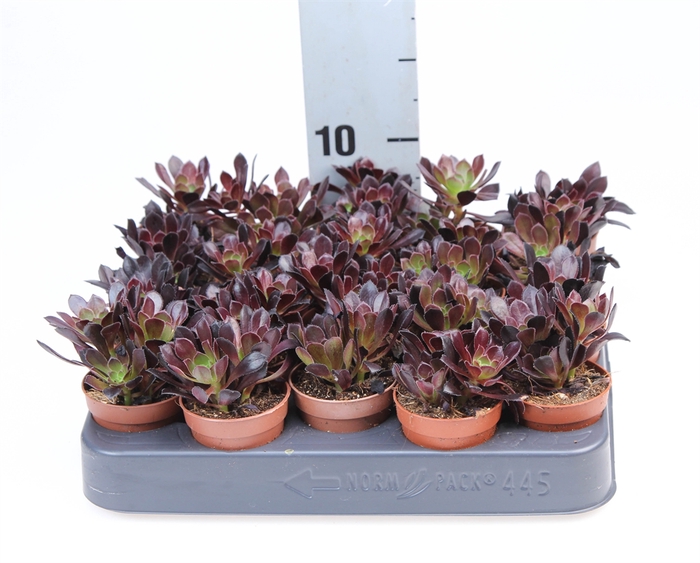 <h4>Aeonium arboreum</h4>
