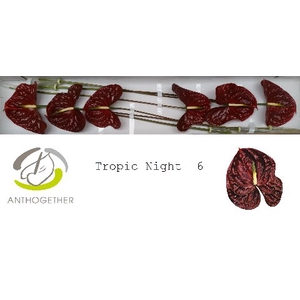 Anthurium Tropic Night