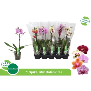 PHAL GEM