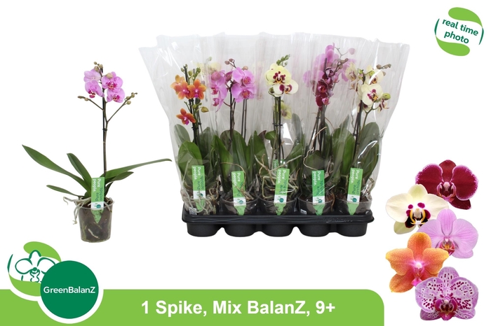 <h4>PHAL GEM</h4>