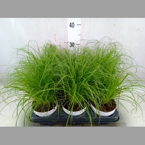 Cyperus alternifolius 'Zumula'