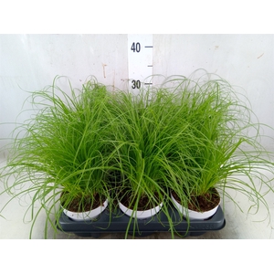 Cyperus alternifolius 'Zumula'
