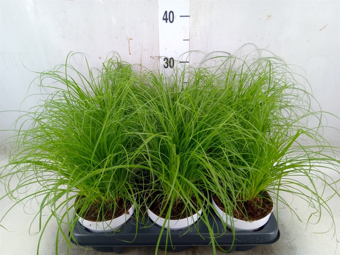 <h4>Cyperus alternifolius 'Zumula'</h4>