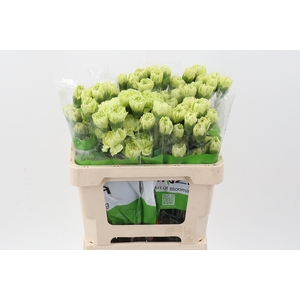 Di St Marty/ donker groen 50cm