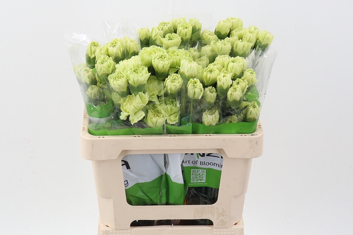 <h4>Di St Marty/ donker groen 50cm</h4>