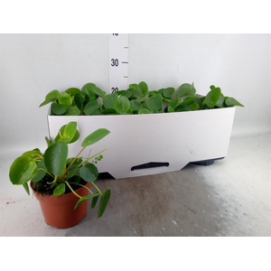 Pilea peperomioides