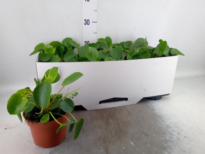 <h4>Pilea peperomioides</h4>