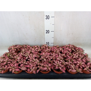 Fittonia  'Mosaic Pink Forest Flam'