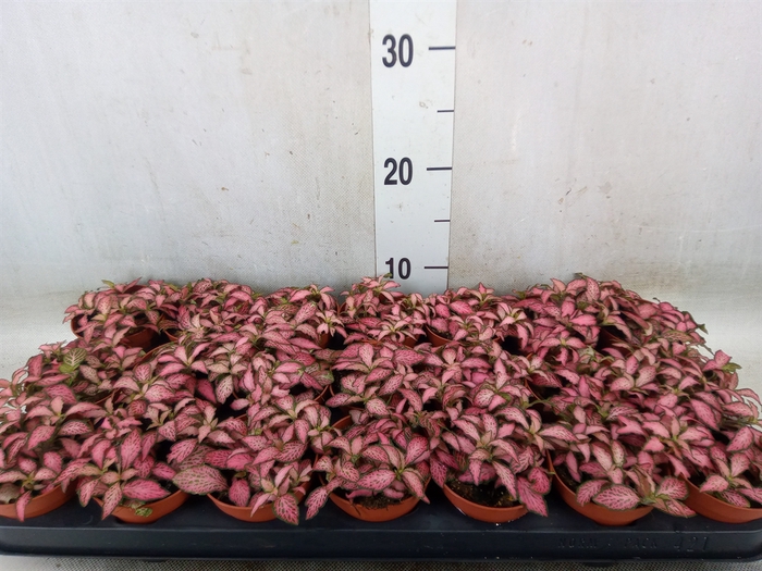 <h4>Fittonia  'Mosaic Pink Forest Flam'</h4>