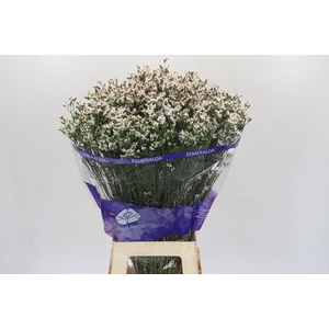 Limonium White Diamond