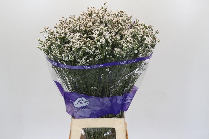 <h4>Limonium White Diamond</h4>