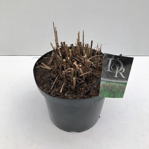 Graminées Miscanthus 'Malepartus'