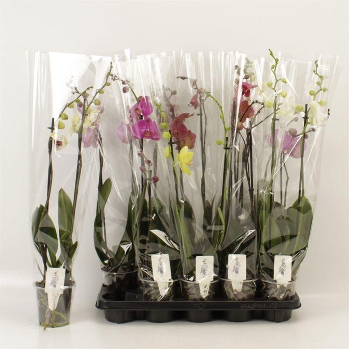 <h4>PHAL GEM 6 KL</h4>