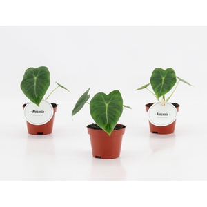 Alocasia