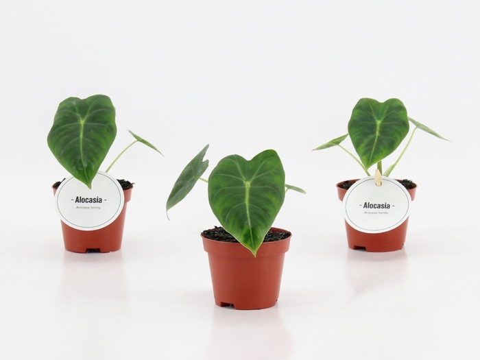 <h4>Alocasia</h4>