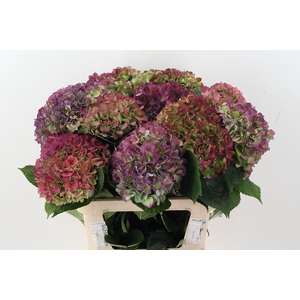 Hydr M Roy Benefi Cl