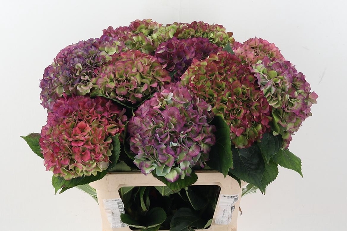 <h4>Hydr M Roy Benefi Cl</h4>