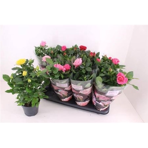 Rosa Patio-Hit gemengd 4 soorten