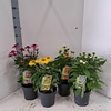 Echinacea Sombrero