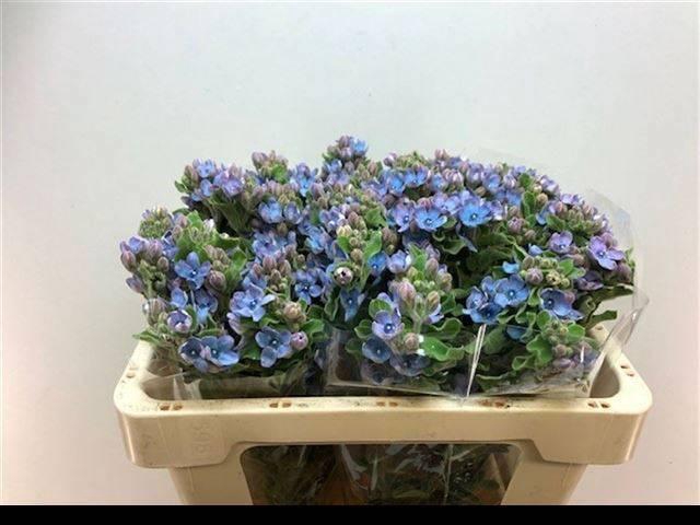 <h4>OXY CO TAN PURE BLU</h4>