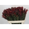 Leucadendron Safari Sunset