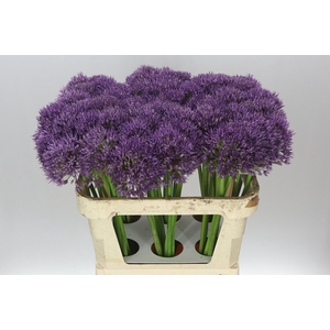 Allium Jackpot