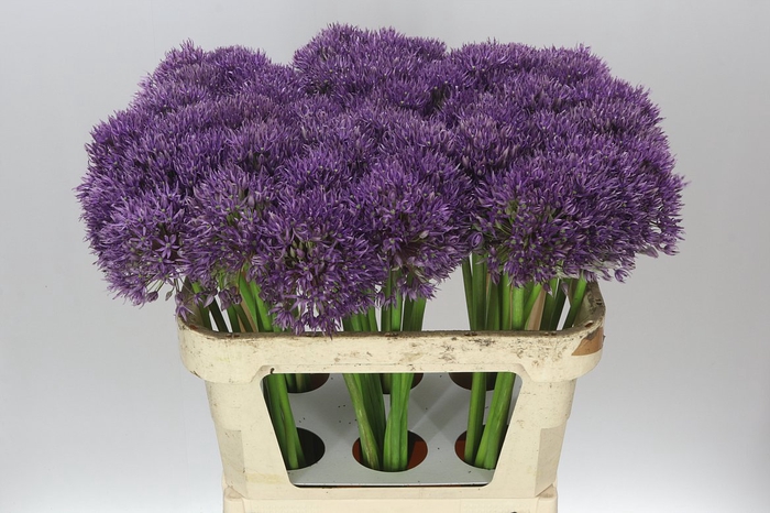 <h4>Allium Jackpot</h4>