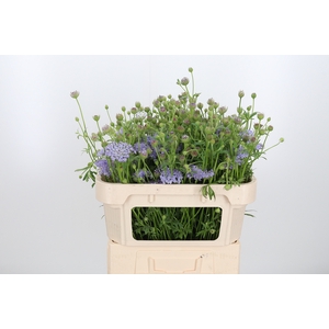 Didiscus Blauw