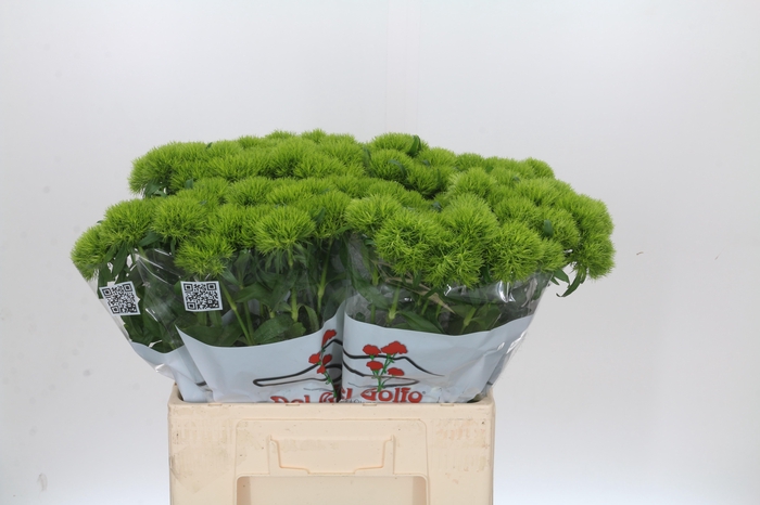 <h4>Dianthus Br Kiwi Mellow</h4>