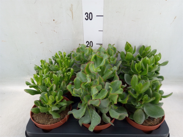 <h4>Crassula   ...mix</h4>