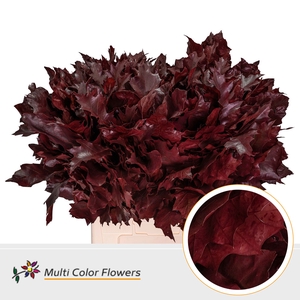 Eik Grof Bordeaux