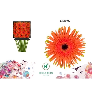 Gerbera large flowered curl-shaped Gerpasta Lindya